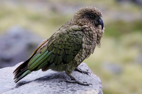 Kea (Nestor notabilis), New Zealand, Oceania