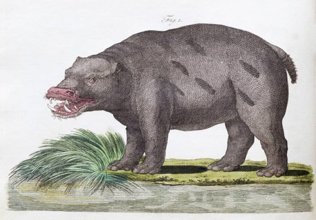 Hippopotamus or hippopotamus (Hippopotamus amphibius), hand-coloured copperplate engraving