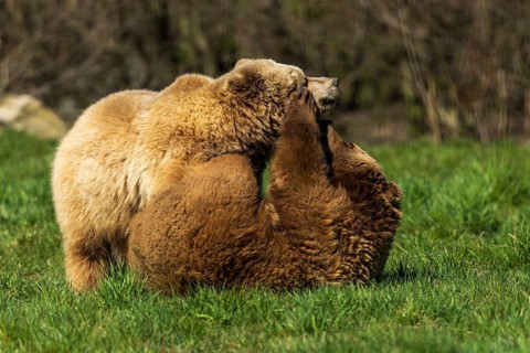 Two bears playfully wrestling in the grass in a natural environment, brown bear (Ursus (arctos),
