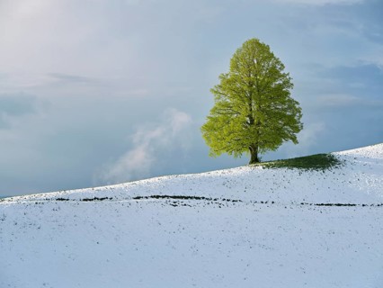 Solitary tree, lime tree (Tilia), standing on a snow-covered hill during leaf emergence, Neuheim,