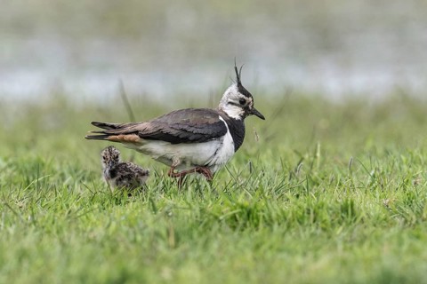 Lapwing (Vanellus vanellus) with young, Lower Saxony, Germany, Europe