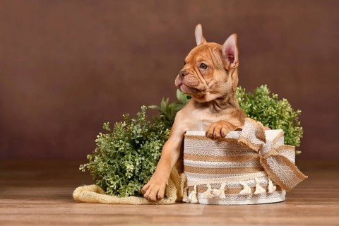 Cute Mokka Sable French Bulldog puppy with long helathy nose in box in front of brown background