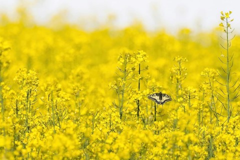 A swallowtail (Papilio machaon) sitting on yellow flowers in a flowering rape field symbolising
