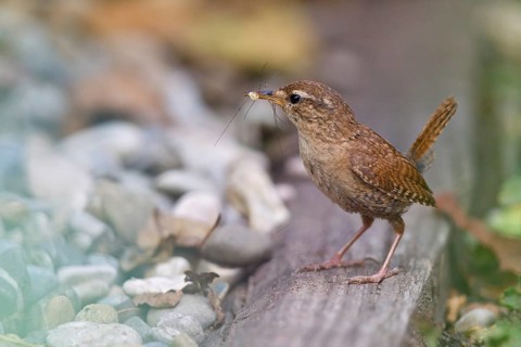 Eurasian Wren (Troglodytes troglodytes) carrying insect in beak, Bavaria, Germany, Europe