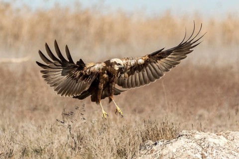 Western Marsh Harrier (Circus aeruginosus) female flying, Castile-La Mancha, Spain, Europe