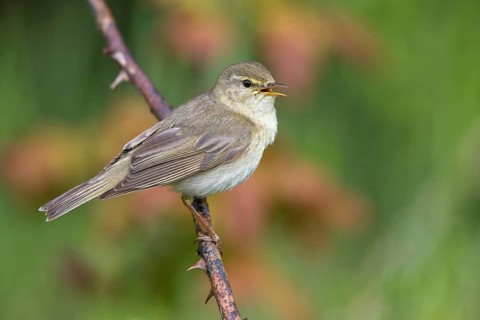 Willow Warbler (Phylloscopus trochilus) singing from a thorny branch, Poland, Europe