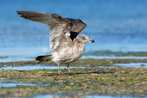 Pacific Gull (Larus pacificus georgii) juvenile flapping, South Australia, Australia, Oceania
