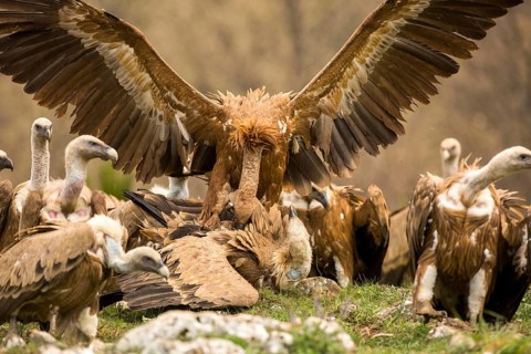 Griffon Vulture (Gyps fulvus) wrangling, Castile and Leon, Spain, Europe
