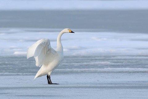 Tundra Swan (Cygnus columbianus bewickii) flapping, Netherlands