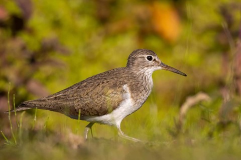 Common Sandpiper (Actitis hypoleucos), North Rhine-Westphalia, Germany, Europe