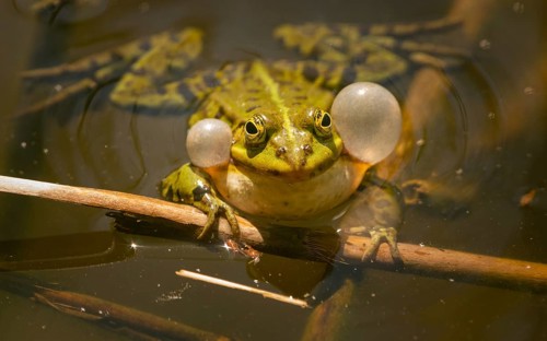 Teichfrosch (Pelophylax)