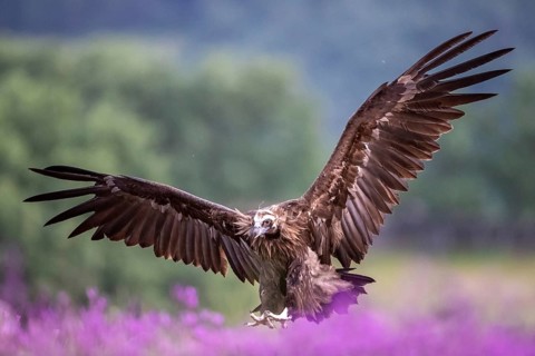 Cinereous Vulture (Aegypius monachus) flying, Madrid, Spain, Europe