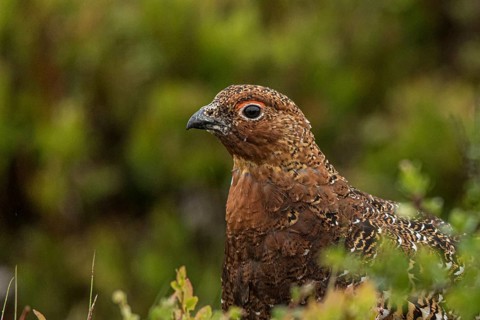 Willow Ptarmigan (Lagopus lagopus), Dalarna, Sweden, Europe