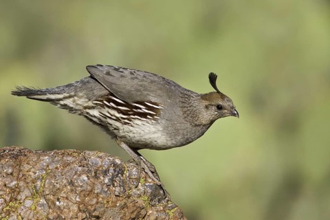 Gambel's Quail (Callipepla gambelii) female, Arizona, USA, North America