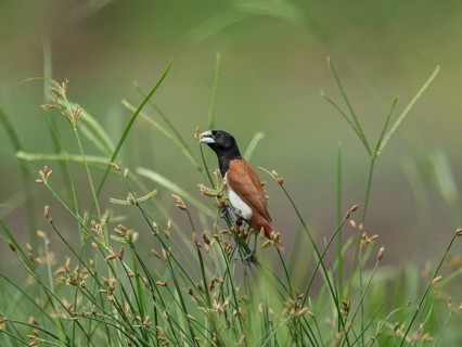 Tricolored Munia (Lonchura malacca), Sri Lanka, Asia