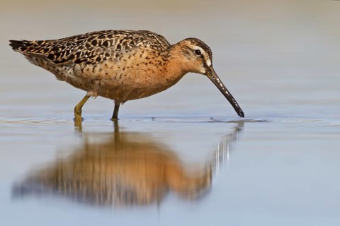 Short-billed Dowitcher (Limnodromus griseus), Manitoba, Canada, North America