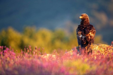 Golden Eagle (Aquila chrysaetos) perched on a rock amongst flowers, Madrid, Spain, Europe