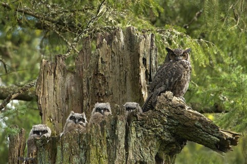Great Horned Owl (Bubo virginianus), Canada, North America