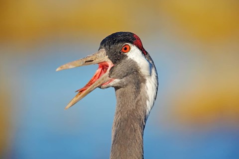 Common Crane, Grus grus, big bird in the nature habitat, Lake Hornborga, Sweden. Wildlife scene