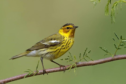 Cape May Warbler (Setophaga tigrina), Texas, USA, North America