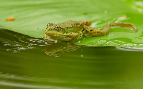 Teichfrosch (Pelophylax)