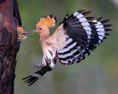 Eurasian Hoopoe (Upupa epops) feeding chick in breeding cavity, Saxony-Anhalt, Germany, Europe