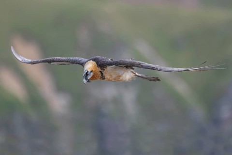 Bearded Vulture (Gypaetus barbatus) flying, Italy, Europe
