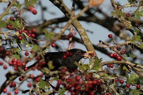 Common Blackbird (Turdus merula) male, Lower Saxony, Germany, Europe