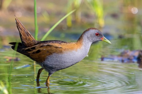 Kleines Sumpfhuhn, Kleinralle, Little Crake, Porzana parva, Marouette poussin, Polluela Bastarda