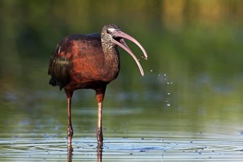 Glossy Ibis (Plegadis falcinellus), Florida, USA, North America