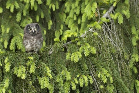 Boreal Owl (Aegolius funereus) juvenile, Saxony, Germany, Europe