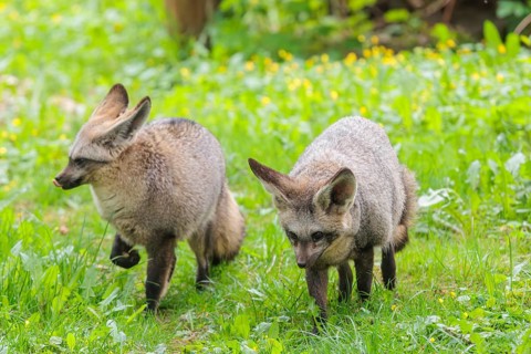 Two Bat-eared foxes (Otocyon megalotis) running across a green meadow
