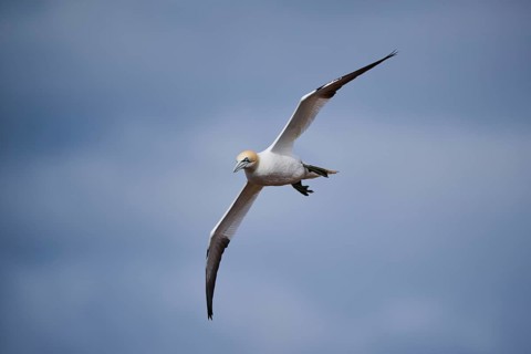 Northern gannet (Morus bassanus) flying over the sea, wildlife, Helgoland, Germany, Europe