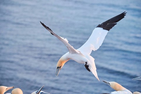 Northern gannet (Morus bassanus) flying over the sea at sunset, argiung with others while landing,