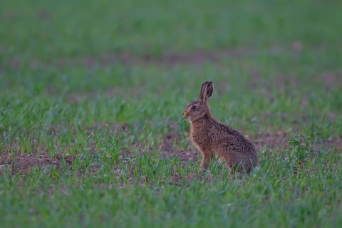 European brown hare (Lepus europaeus) juvenile leveret animal feeding in a farmland cereal field in