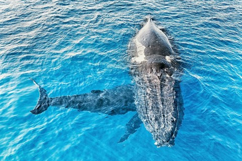 A Humpback Whales family surfacing, Hervey Bay, Queensland, Australia, Oceania