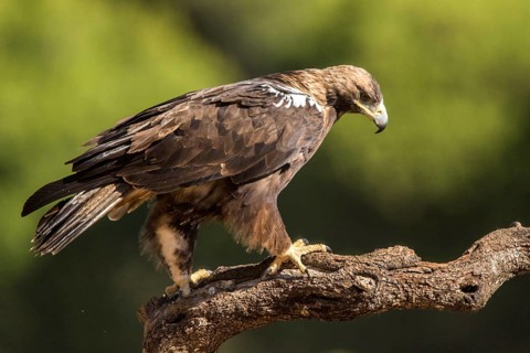 Spanish Imperial Eagle (Aquila adalberti) male perched on a branch, Andalusia, Spain, Europe