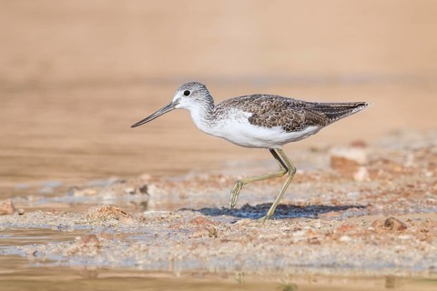 Common Greenshank (Tringa nebularia) foraging, Eilat, Israel, Asia