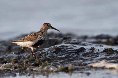 Dunlin (Calidris alpina) foraging on shoreline, Mecklenburg-Western Pomerania, Germany, Europe