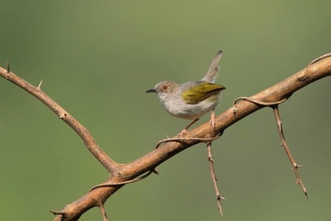 Green-backed Camaroptera (Camaroptera brachyura) perched on a thorny branch, Uganda, Africa