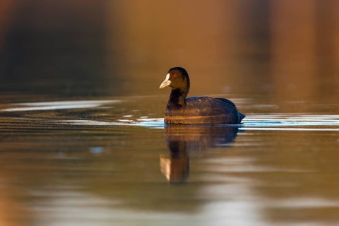 Eurasian Coot (Fulica atra), Victoria, Australia, Oceania