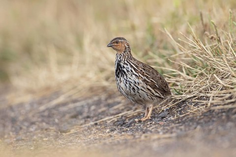 Stubble Quail (Coturnix pectoralis) male, Victoria, Australia, Oceania