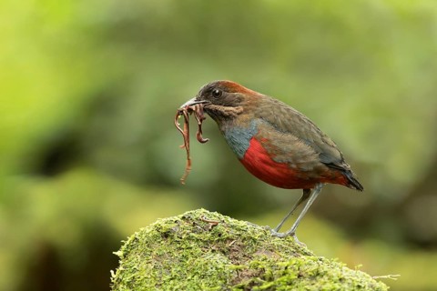 Whiskered Pitta (Erythropitta kochi) male perched on mossy stone with earthworms in beak, Quezon,