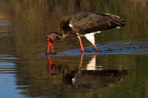 Black Stork (Ciconia nigra) foraging, Castile-La Mancha, Spain, Europe