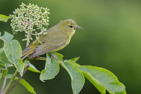 Orange-crowned Warbler (Vermivora celata) perched on a branch in Seward, Alaska