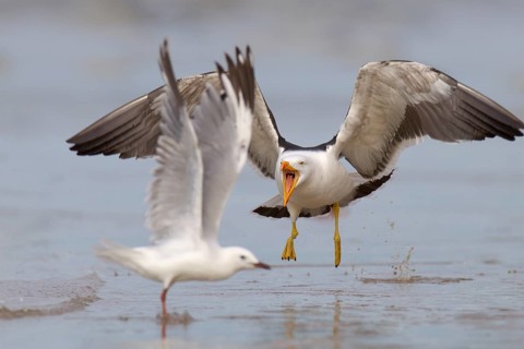 Pacific Gull (Larus pacificus), Victoria, Australia, Oceania