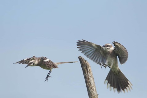 Long-tailed Mockingbird (Mimus longicaudatus), Manabi, Ecuador, South America