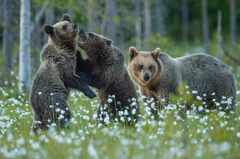 Eurasian Brown Bear (Ursus arctos) mother with play fighting cubs, Finland, Europe