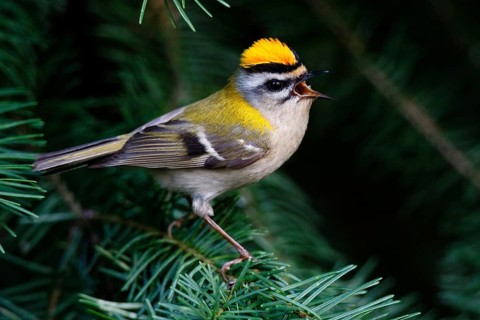 Common Firecrest (Regulus ignicapilla) singing, Asturias, Spain, Europe