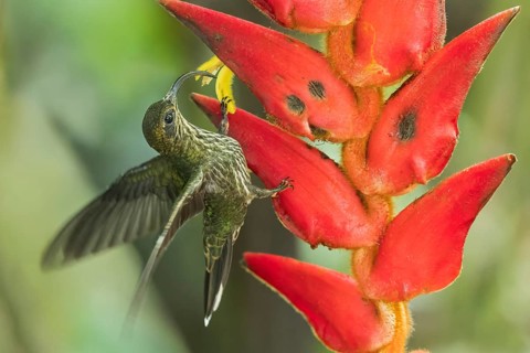 White-tipped Sicklebill (Eutoxeres aquila) flying while feeding at a flower in Panama